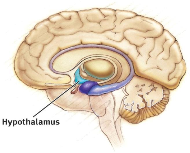 The hypothalamus directs eating, drinking, body temperature, and