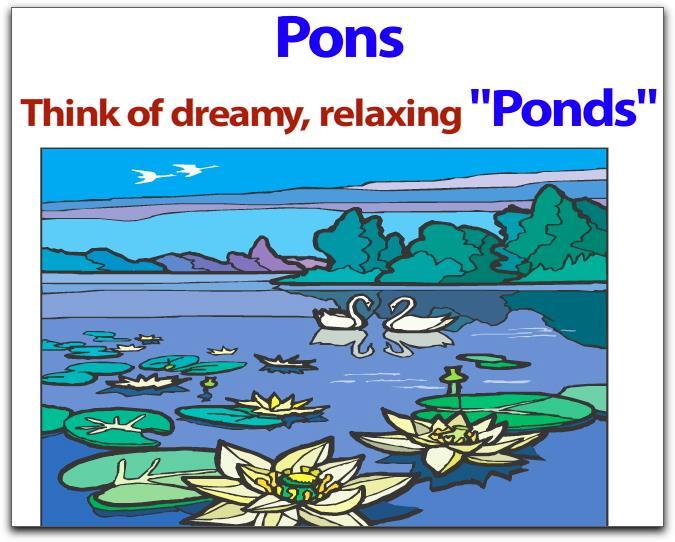 Pons - regulates waking and relaxing. Put a d in pons and you have ponds.