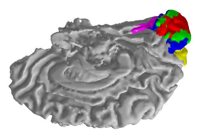 Overview of the Visual Cortex Human visual