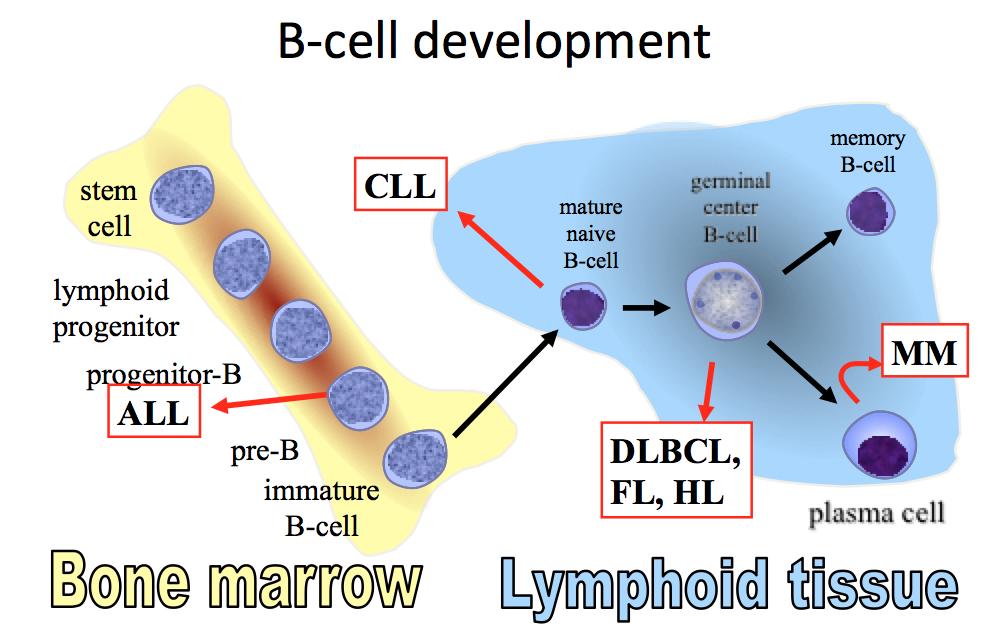 Lymphoma cells show faster metabolism than normal cells, and areas with look brighter on the pictures Non- Hodgkin's (NHL). NHL occurs when your body produces too many abnormal lymphocytes.