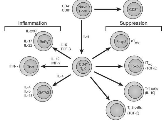 CAN PRODUCE SUPPRESSION OF EXPERIMENTAL COLITIS IN MICE CD4+CD25+ REGULATORY T CELLS: A POPULATION OF CD4+T CELLS THAT CAN PREVENT AUTOREACTIVITY IN VIVO.