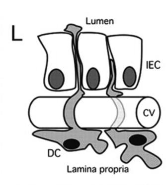 DCs present antigen to B- and T-cells, either directly within the lamina propia or following