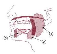 A) Parts of the Human Digestive System 1. Mouth: See text p411 Fig.10.