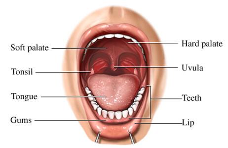 flavour of our food The uvula hangs from the back of the soft palate, a flap that guides food to enter the pharynx as we swallow and then down the esophagus Further down, the epiglottis is another