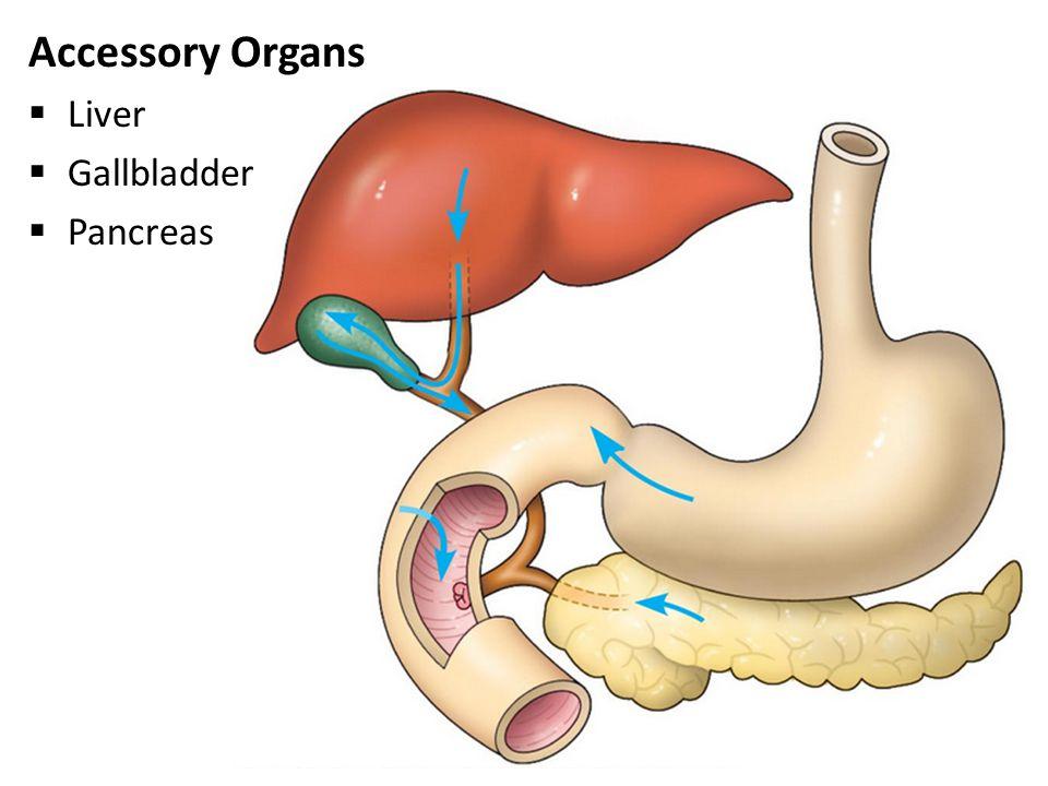 6. Accessory Organs: Read text p415: Complete Table: Part Function/Definition Pancreas Liver Gall