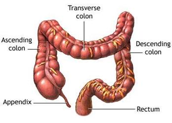 ** textbook never mentions all parts of the Large Intestine!