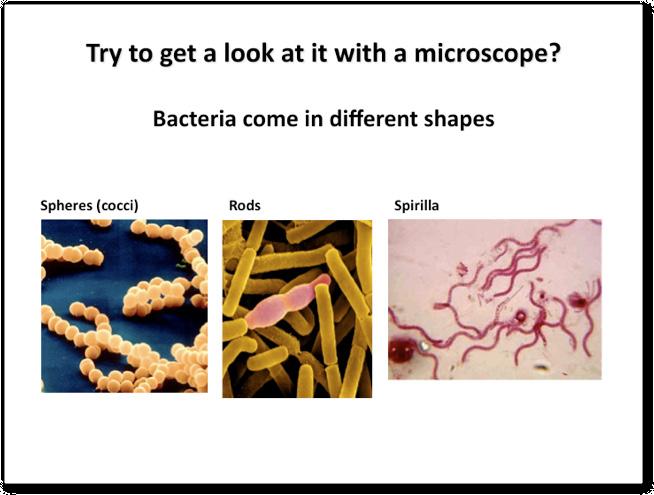 Bacteria have three major morphologies: Spheres: cocci Rods: bacilli Spirals: spirella Fig 2.6.1: The structures of bacteria important in disease.