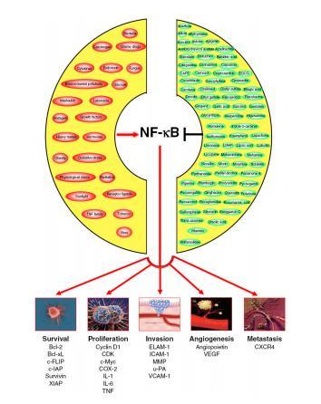 Slika 3. Utjecaj NF-kB na razvojne stadije u tumorskoj progresiji. Tumorska progresija uključuje procese preživljavanja, proliferacije, invazije, angiogeneze i metastaziranja.