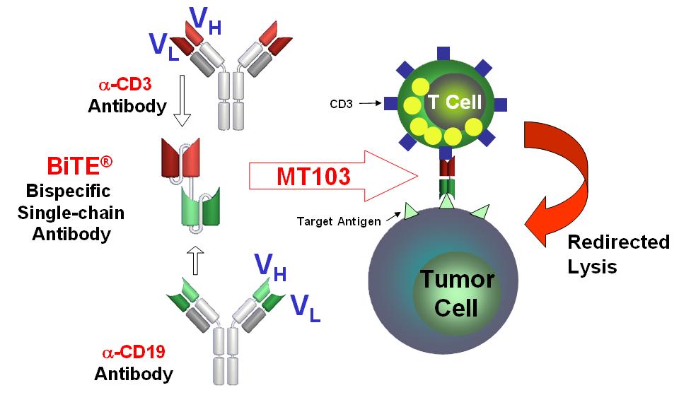 MT103 is a bispecific single-chain antibody derivative designed to link B cells and T cells resulting in T-cell