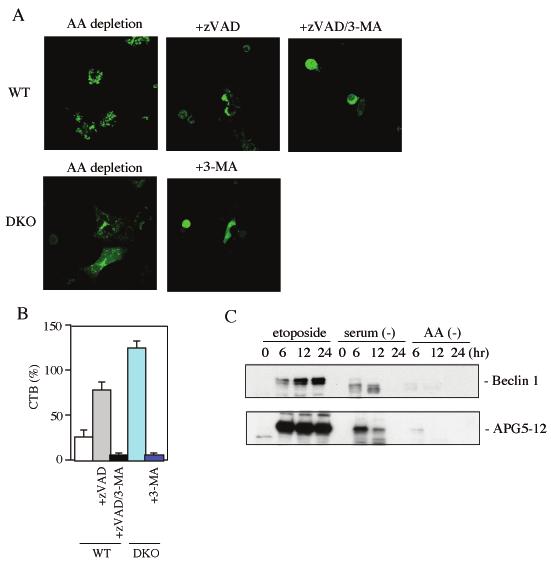 Figure S4 Apoptotic death of MEFs by amino acid starvation. (A) 3-MAinhibitable punctate GFP-LC3 fluorescence in WT and DKO MEFs after deprivation of amino acids.