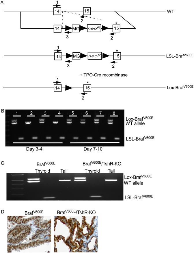 Fig. S1. TPO-Cre mediated recombination of the LSL-Braf allele in WT and TshR-KO mice. (A) Approach used to express endogenous levels of Braf V600E off the targeted Braf gene locus in mice.