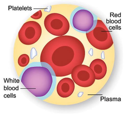 About Blood Blood cells White blood cell (fights infection) Red blood cell (carries oxygen) Platelet (helps blood to