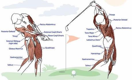 Anatomy of a Golfer As shown in the diagram, many muscles in the body are used when performing a golf swing. It is important to have strong and flexible Quadriceps and Hamstrings in the legs.