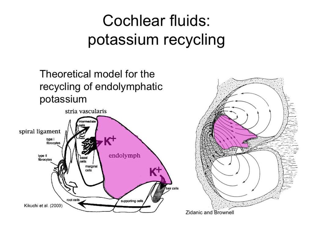 Structure and Function of the Auditory and Vestibular System - 1 The recycling of potassium and the homeostasis of endolymph is of particular interest, since a stable ionic environment is critical