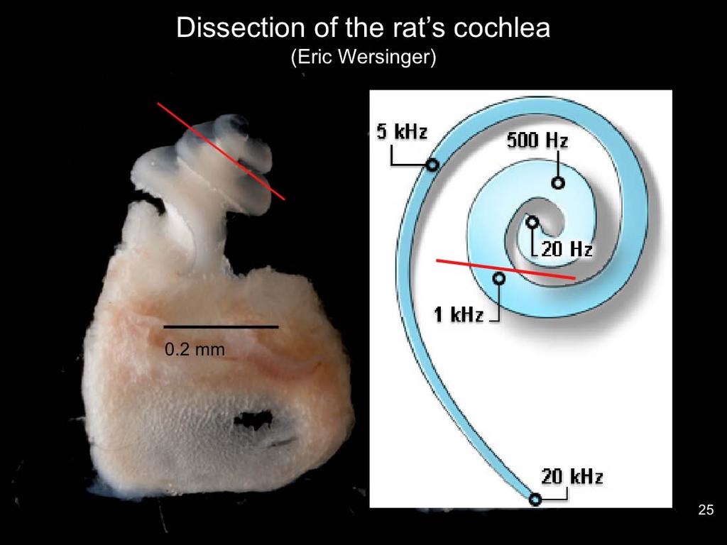This is what the mammalian cochlea (2-3 week old rat) really looks like.