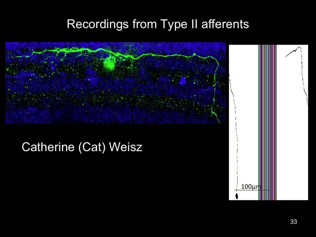 I increase the likelihood of recording from a Type II fiber by recording at an age P5-P9 when efferents have not fully innervated the OHC region in rats.