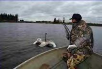 Additional outreach and communications Swan Mortality Project Collection of Sick