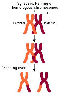 During Prophase I Crossing Over occurs.