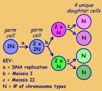 n = number of chromosomes in the