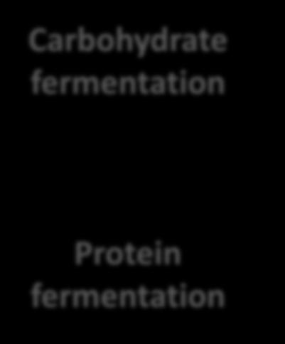 Carbohydrate fermentation SCFAs Goblet