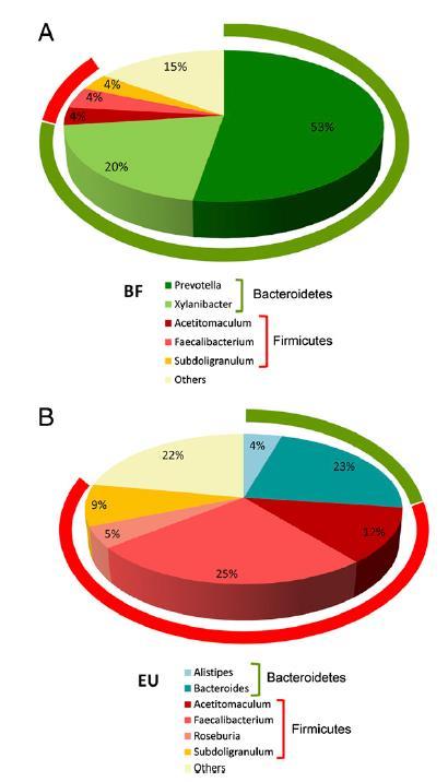 Impact of diet shaping the gut microbiota Bacteroidetes Firmicutes More SCFAs