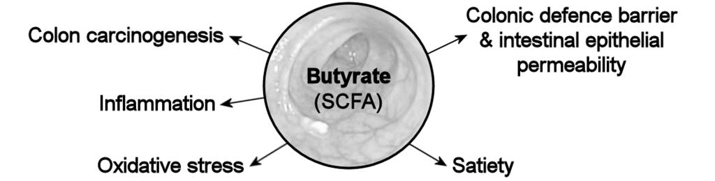 Effects of butyrate Energy source for epithelial cell Affect several pathophysiological processes Regulation gene expression ( via inhibition histone deacetylation) Signaling molecule (via G-protein