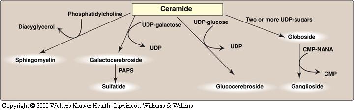 Ceramides 14 choline galactose