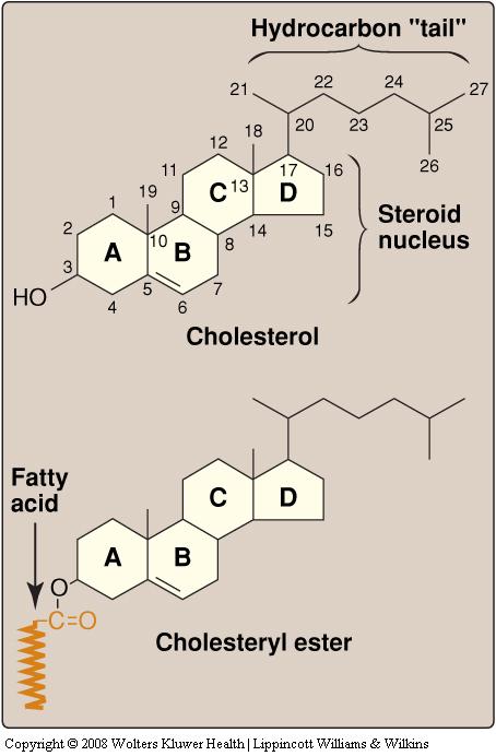 cholesterol structure most plasma cholesterol is in the esterified form (not found in cells or membranes) cholesterol functions in all membranes