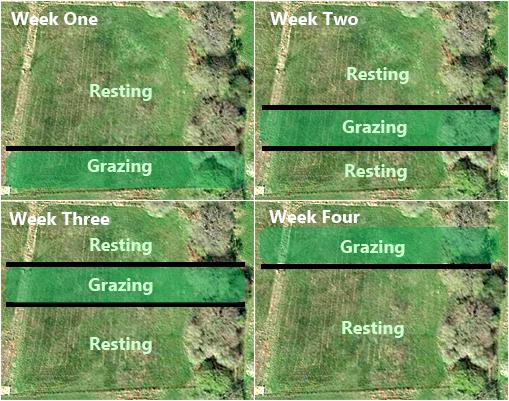 Reducing Parasites in the Environment PASTURE MANAGEMENT Move through paddocks in a rotation Parasites die over time in resting pastures BUT, length of rest is critical Some parasites may die in a