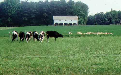 Reducing Parasites in the Environment PASTURE MANAGEMENT Mixed grazing