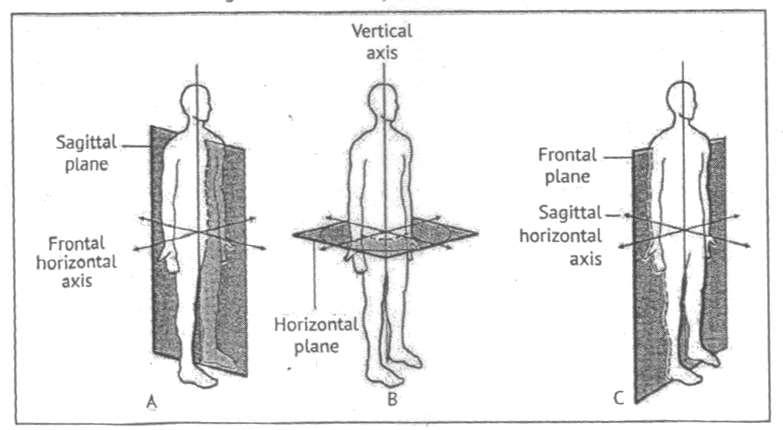 There are three planes of motion that pass through the human body. 1. The Sagittal Plane: The Sagittal plane lies vertically and divides the body into right and left parts. 2.