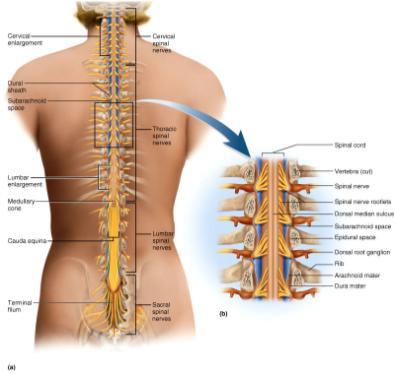 magnum to 2 nd lumbar vertebra cervical and lumbar enlargements Spinal Cord Structure Figure from: Saladin, Anatomy & Physiology, McGraw Hill, 2007 cauda equina (horse s tail) thin nerve fibers