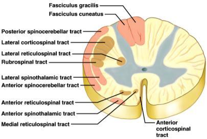 sensory neurons 38 Organization of Spinal White Matter Figure from: Martini, Anatomy & Physiology, Prentice Hall, 2001 39 Tracts of the Spinal Cord Ascending tracts conduct sensory impulses to the