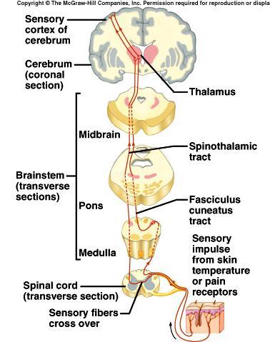 fasciculus cuneatus/gracilis - fine touch, pressure, body movement - cross (decussate) in medulla spinothalamic - crude pain, temperature, pressure, and touch - cross in spinal cord Ascending Tracts