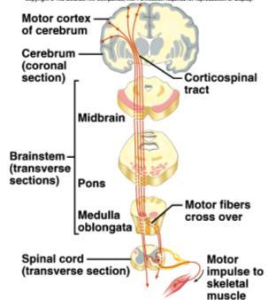 neuron from receptor to the spinal cord (cell bodies are located in the dorsal root ganglion) 3 2 nd order neuron from spinal cord to thalamus 3 rd order neuron from thalamus to sensory cerebral