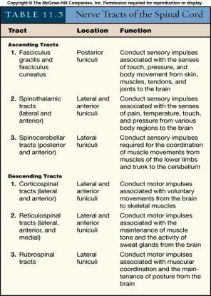 Review Spinal cord contains nerve tracts