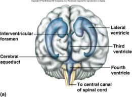 hemispheres Tentorium Cerebelli above cerebellum; separates occipital lobe from