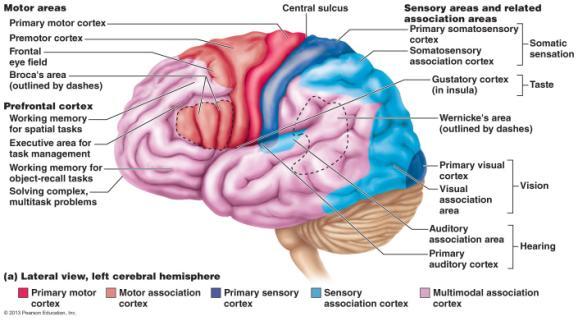 Functions of Parts of Brain Part of Brain Motor areas Primary motor cortex (Precentral gyrus) Broca s area (motor speech area) Voluntary control of skeletal muscles Controls muscles needed for speech