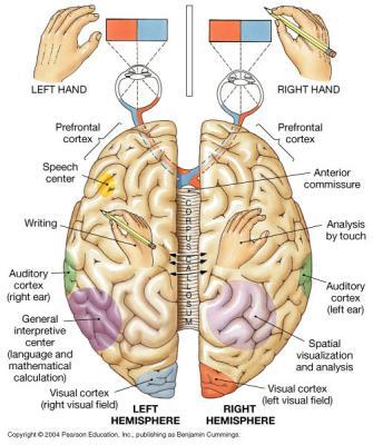 Hemispheric (Cerebral) Lateralization Figure from: Martini, Anatomy & Physiology, Prentice Hall, 2001 Categorical hemisphere Representational hemisphere 18 Basal