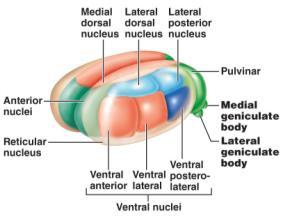 Diencephalon - Thalamus Ventral nuclei - Posterior; relay for taste - Anterior and Lateral; voluntary motor - Forms wall of third ventricle - Crude interpretation center for pain, touch, pressure,