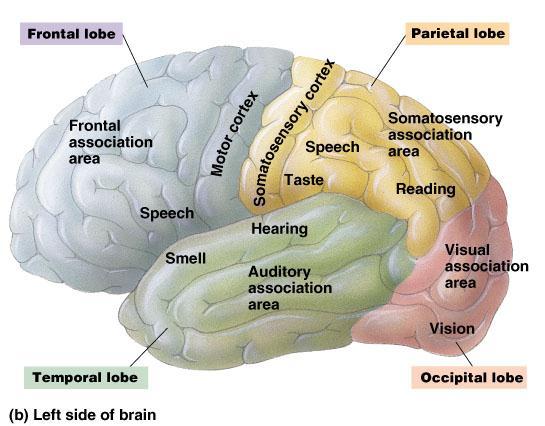 6. Regions of the cerebrum are specialized for different functions The