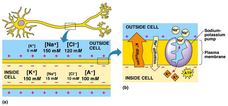 Ungated ion channels allow ions to diffuse across the plasma membrane. These channels are always open.