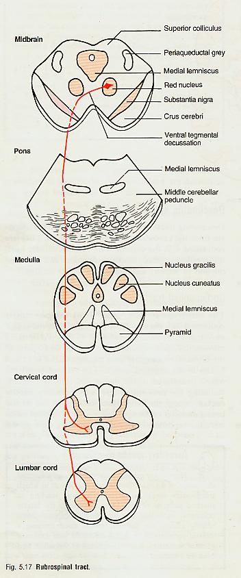 Rubrospinal tract rubrospinal tract is very close to the lateral corticospinal tract in the spinal cord.