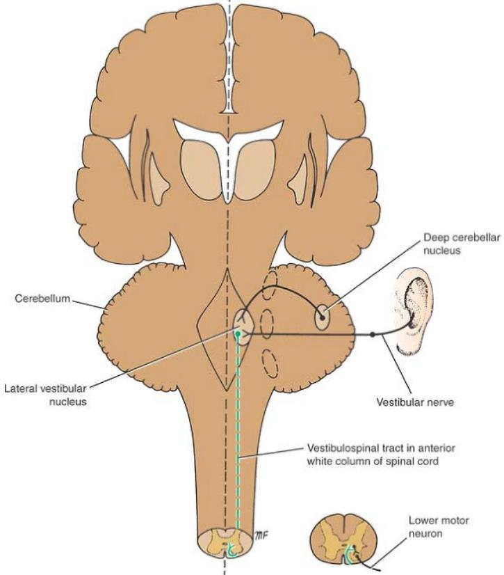 Vestibulospinal Tract Vestibular nuclei in the pons and medulla beneath the floor of 4 th ventricle Recieves afferent fibers from the inner ear through the vestibular nerve and from the