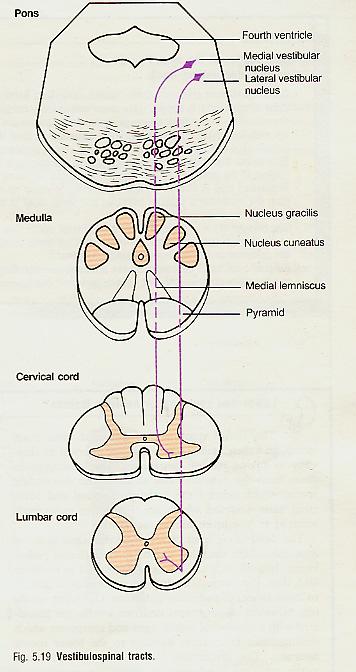 Vestibulospinal tract nerve cells in vestibular nucleus (in the pons and medulla oblongata received afferents from inner ear and cerebellum axons descend uncrossed through