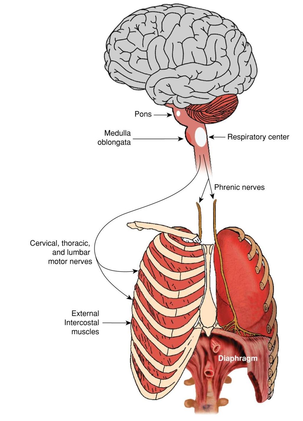 Neural Impulses from the Respiratory Center Fig.9-2.