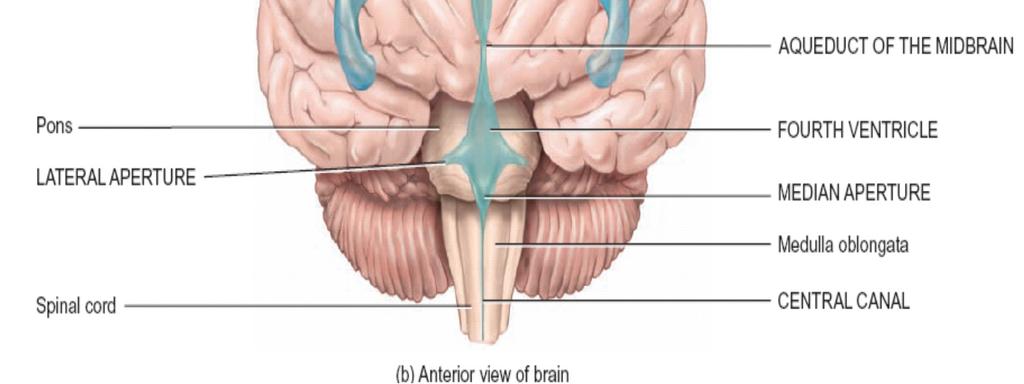 Aqueduct of the midbrain (cerebral aqueduct) passes CSF from third ventricle through the midbrain, into