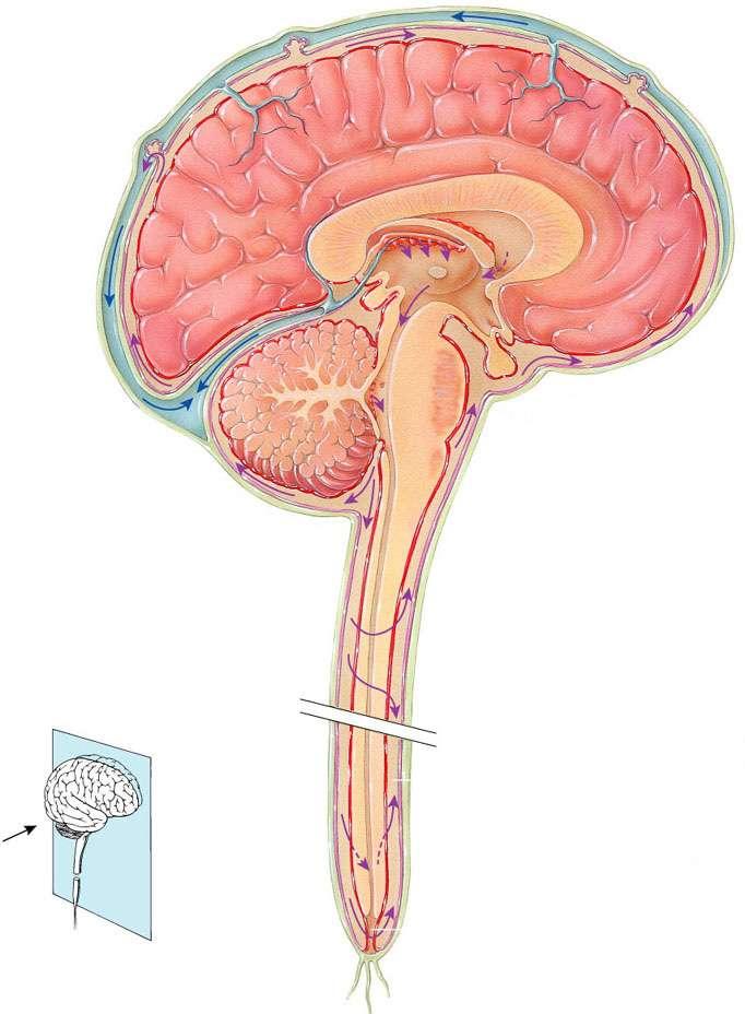14 - Central Nervous System The