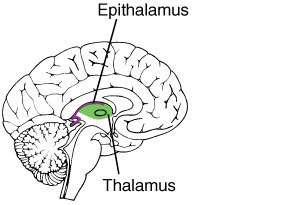 Diencephalon Thalamus and Hypothalamus Thalamus - The thalamus is a relay center for sensory information going to the cerebrum.