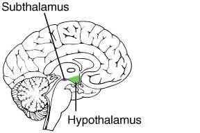 Hypothalamus The hypothalamus is extremely important. It controls many vegetative functions. That is, functions that are not under voluntary control.